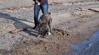 akita doing a heckin dig