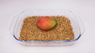 How long for mealworms to eat a whole mango?