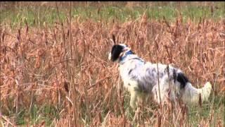 Llewellin Setter - Straight Creek Baxter