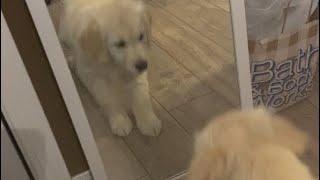 Puppy in the mirror