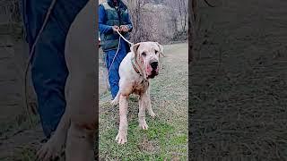 Dog’s Condition After a Fight 