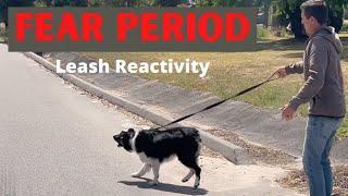 Leash reactivity is common during a fear period, here's how to handle it.