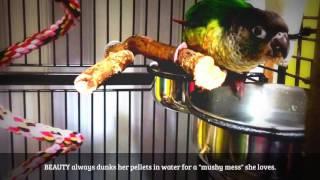 Conures Make a "Mushy Mess" Out of their Pellet Food.