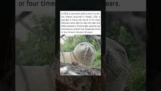 Seal Gets Eel Stuck in Nose in Bizarre One-in-a-Million Incident