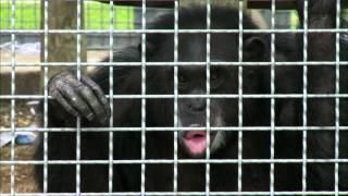 Chimpanzee Testing: Is it the Beginning of the End?