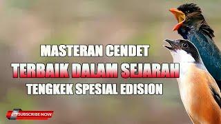 MASTERAN CENDET TERBAIK DALAM SEJARAH SPESIAL TENGKEK BUTO !!!