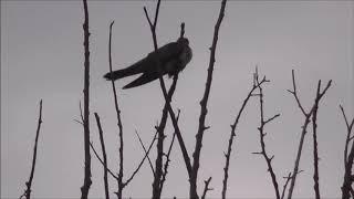 Cuckoo being told off by Reed warbler