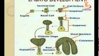 SANDHAN (AGIC): Life Cycle of Sunflower