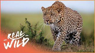 2 Hours Of Apex Predators Hunting Their Prey | Wild America | Real Wild