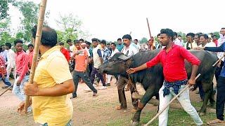 সন্তোষ মাহাতোর কাড়া আসরে প্রবেশ করে খেলা শুরু। সরাসরি ভিডিও দেখুনঃ