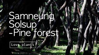 Samneung solsup, Pine forest