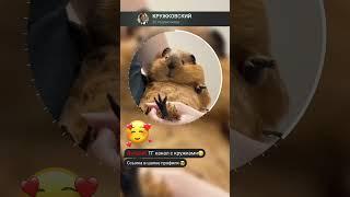 Кружок из ТГК: Кружковский  #trending #shorts #приколы #юмор #мем #прикол