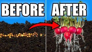 Watch How Radish Sprouts Grow Before Your Very Eyes!