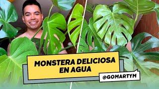 Cómo propagar tu Monstera deliciosa en agua: Guía completa para el éxito