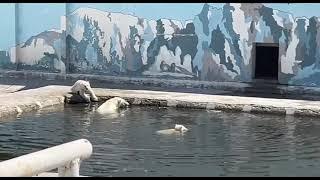 Якутские двойняшки подросли..Yakut twins have grown up...