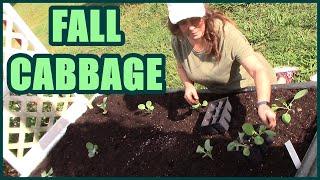 How To Plant Fall Cabbage | Fall Raised Bed Gardening