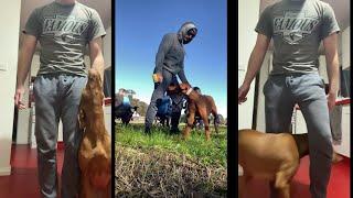 Train your Vizsla  ||  Vizsla training best  videos 2022 #2 #vizsla  #vizslas