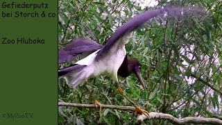 cleaning feathering stork & co - zoo Hluboka