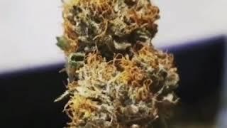 Cbd Blüten nutzhanf Cannabis sativa weed 420