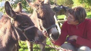 Training The Miniature Donkeys For Therapeutic Riding