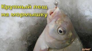 Крупный лещ на мормышку