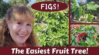Transplant a Rooted FIG Tree CUTTING! Take Cuttings, Propagate, & Grow FIG TREES!
