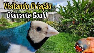 Visitando CRIAÇÃO de DIAMANTE-DE-GOULD