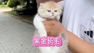 稀有的紫金长毛~我与猫的故事【大熊玩猫】