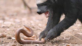 A Honey Badger and Mole Snake Fight to the Death