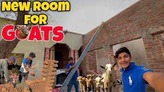 New room for Goats village life  village family vlogs Punjabi family vlogs Hassan family vlogs