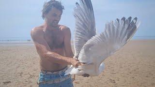 How to catch a seagull with your bare hands (survival tip)