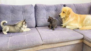 Golden Retriever Reacts to Another Meeting Between Husky Puppy and Kitten!