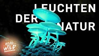 Warum leuchten Tiere? | Biolumineszenz Doku | Real Wild Deutschland