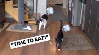 TIME TO EAT Compilation 2 | Cats excited to EAT (CatCam)