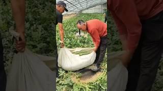 بزرگترین تربوز یا هندوانه دنیا.                        The biggest watermelon in the world