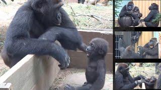 父親に興味津々の赤ちゃんゴリラ 。でも母の目は厳しい⭐️Gorilla【京都市動物園】Genki does not allow her baby to approach Momotaro.