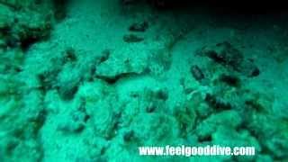 "crocodile flathead" (크로크다일 플랫해드) cebu feelgooddvie 세부 필굿 다이브샵