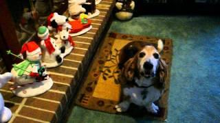 Basset Hound Jingle Bells Sing-A-Long