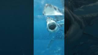 The Great White Shark: The Incredible Power of the Oceans' Top Predator