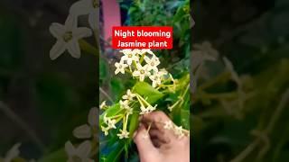 Night blooming Jasmine।। रातरानी।। Plant।।#shorts#gardenplants #gardenflowers #trending 