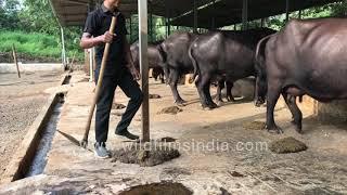 Fresh cow dung cleaning with traditional spade at dairy farm in western India