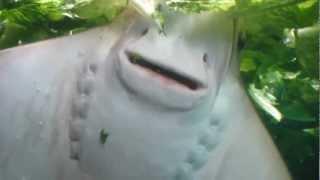 Stingray feeding at the Columbus Zoo