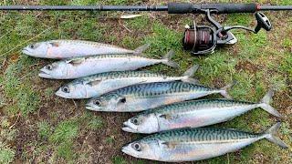 MACKEREL FISHING ON LIGHT GEAR | CATCH & COOK | MACKEREL FISHCAKES