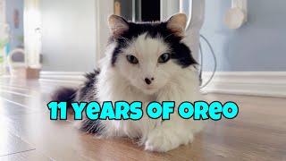 11 Years Of Oreo