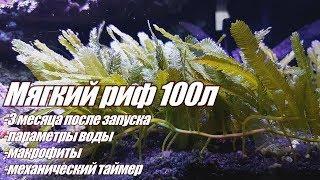 Мягкий риф 100л. 3 месяца. Параметры воды. Макрофиты. Механический таймер.