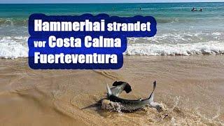 Hammerhai vor Costa Calma (Fuerteventura) gerettet