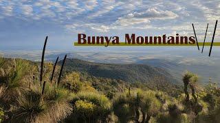 Bunya Mountains