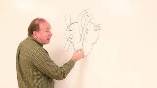 Heart, adult circulation