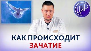 Как происходит зачатие. Беременность день за днём. Рассказывает врач акушер-гинеколог Ермолаев А.С.