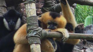 Cutest Animal Interaction EVER! At Disney's Animal Kingdom | Walt Disney World in 4K